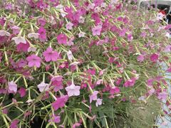 -深圳国际园林花卉博览园