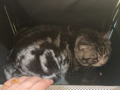 -艾贝尔宠物医院·24H转诊中心·肿瘤猫专科(江宁双龙店)