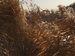 景点-什刹海-后海