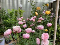 -金陵花卉交易市场