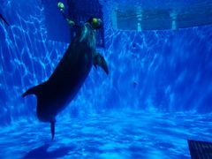 -西海国立公园九十九岛水族馆