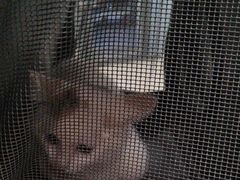 -艾贝尔宠物医院·狂犬免疫点(江山金象城店)