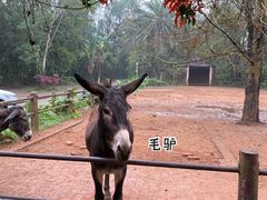 -海南热带野生动植物园