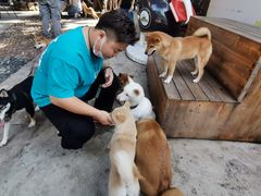 -柴犬高等学院·狗咖·柴犬售卖·宠物训练