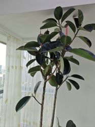 -HEYAN荷妍专业脱毛连锁机构