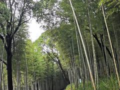 -蔡伦竹海