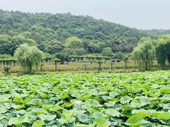 -龙寺生态园