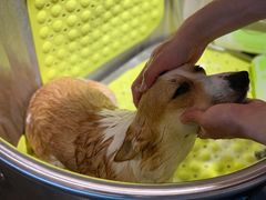 -PETKIT 小佩宠物·低压洗护·美容·寄养(安远店)