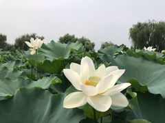 -白洋淀景区
