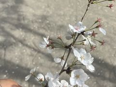 -高东镇樱花园