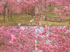 -天适樱花悠乐园