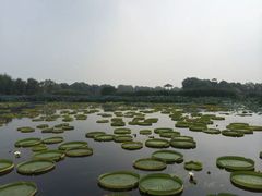 -荷塘月色湿地公园·向阳花洲