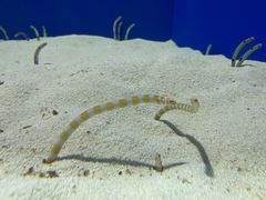 -上海海洋水族馆