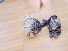 -COLOR PETS 撸猫馆·购猫·猫咖(长风大悦城店)