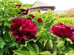 -隋唐洛阳城明堂天堂景区