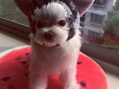 -1013 PET SHOP 宠物商店(近铁城市广场店)