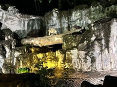 -清迈夜间动物园