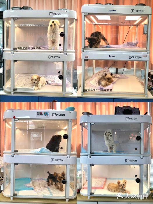 翊宠yipet猫狗购宠庄园图片