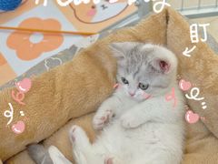 -babydoll猫舍·米努特·德文·缅因(久光中心店)