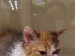 -瑞鹏宠物医院·普外科·影像科·皮肤科(城市山谷分院)