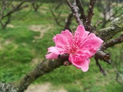 -南国桃园旅游度假区