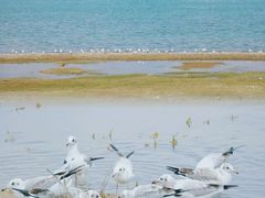 -青海湖国家重点风景名胜区