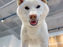 -柴务处·柴犬主题狗咖