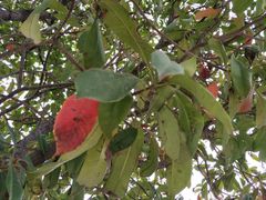 -蓬莱欧乐堡梦幻世界