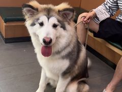 -联合动物医院(光谷诊疗中心)