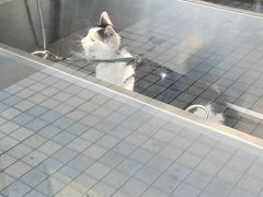 -PETKIT小佩宠物(古北店)