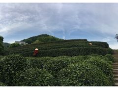 -阿巧茶庄