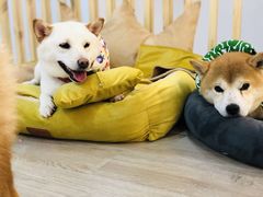 -柴迷FANS CLUB·柴犬狗咖·猫咖