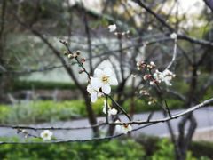 -广州市流溪河国家森林公园