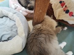 -滚猫咖啡·猫咖·猫友好撸猫(未来城店)