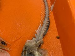 -温州海鲜面(万业工业园店)