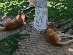 -西霞口神雕山野生动物世界