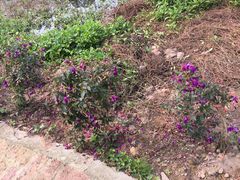 -南国桃园旅游度假区