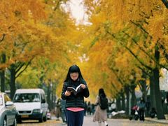 -三里屯东五街银杏大道