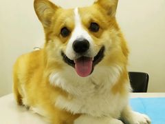 -纳吉亚猫专科动物诊疗中心(蒋宅口分院)