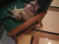 -猫色咖啡·猫咖