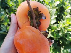 -北京京辉高尔夫俱乐部有限公司