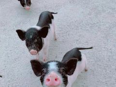 -前小桔亲子创意农场·草莓采摘·露营烧烤