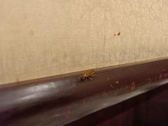 -北京全聚德(天安门店)