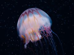 -欢乐海岸海洋奇梦馆