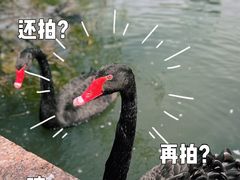 -羊山湖公园