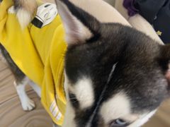 -怪兽屋·羊驼·猫咖·狗咖(俊华广场店)