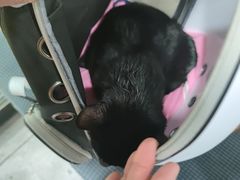 -瑞派宠物医院·犬猫全科·猫友好(宾水西道店)