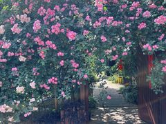 -谷咖啡·鲜花绿植花园餐厅