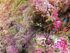 -深圳国际园林花卉博览园