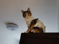 -萌兽医馆·犬猫专科·眼科中心·宠物医院(朝阳门分院)